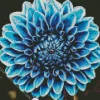 Blue Dahlia Diamond Painting