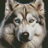 Blue Eye Husky Dog Diamond Painting