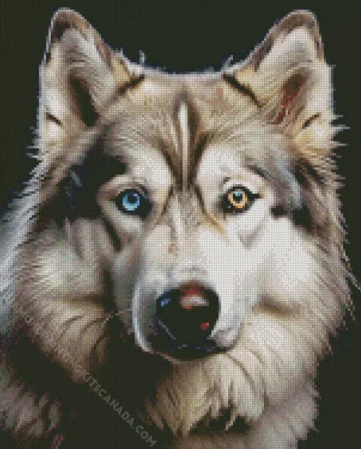 Blue Eye Husky Dog Diamond Painting