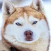 Blue Eyed Brown Husky Diamond Painting