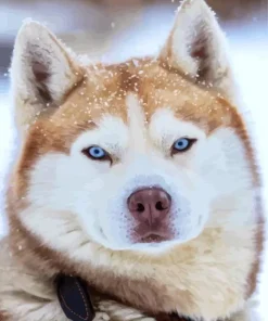 Blue Eyed Brown Husky Diamond Painting