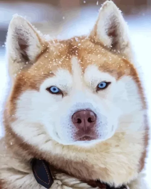 Blue Eyed Brown Husky Diamond Painting