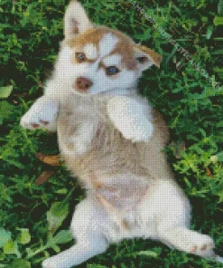 Blue Eyed Brown Husky Puppy Diamond Painting