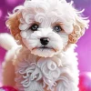 Blue Eyed Maltipoo Diamond Painting