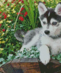 Blue Eyed Pomsky Diamond Painting