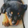 Blue Eyed Rottweiler Diamond Painting