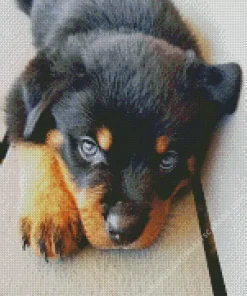 Blue Eyed Rottweiler Diamond Painting