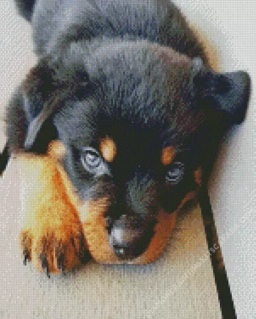 Blue Eyed Rottweiler Diamond Painting