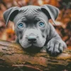 Blue Eyed Staffordshire Bull Terrier Diamond Painting