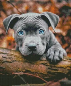 Blue Eyed Staffordshire Bull Terrier Diamond Painting