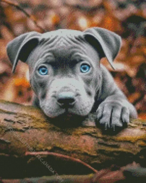 Blue Eyed Staffordshire Bull Terrier Diamond Painting