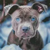 Blue Eyed Staffy Diamond Painting