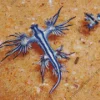 Blue Glaucus Nudibranch Diamond Painting