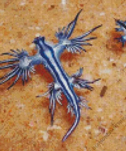 Blue Glaucus Nudibranch Diamond Painting