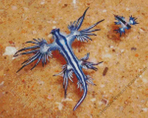 Blue Glaucus Nudibranch Diamond Painting