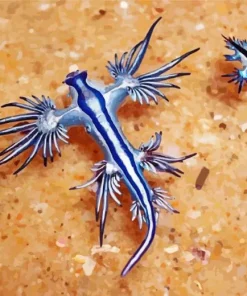 Blue Glaucus Nudibranch Diamond Painting