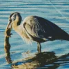 Blue Heron Eating Diamond Painting