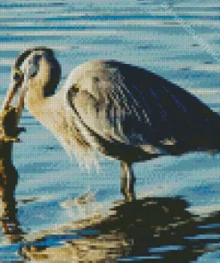 Blue Heron Eating Diamond Painting