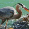 Blue Heron Eating Fish Diamond Painting