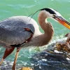 Blue Heron Eating Fish Diamond Painting