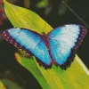 Blue Morpho Butterfly Diamond Painting