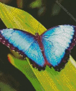 Blue Morpho Butterfly Diamond Painting