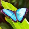 Blue Morpho Butterfly Diamond Painting