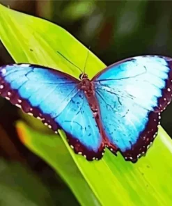 Blue Morpho Butterfly Diamond Painting