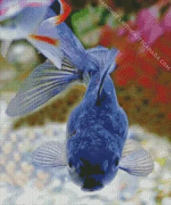 Blue Oranda Fish Diamond Painting