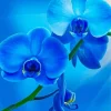 Blue Orchid Diamond Painting