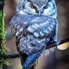 Blue Owl In The Philippines Diamond Painting