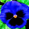 Blue Pansy Flower Diamond Painting