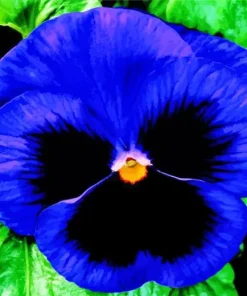 Blue Pansy Flower Diamond Painting