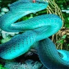 Blue Pit Viper Diamond Painting