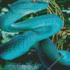 Blue Pit Viper Diamond Painting