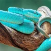 Blue Pit Viper Snake Diamond Painting