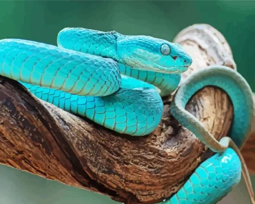 Blue Pit Viper Snake Diamond Painting