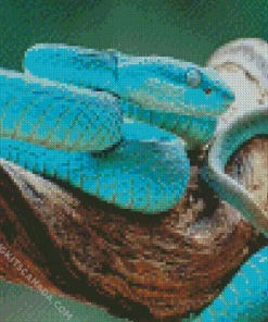 Blue Pit Viper Snake Diamond Painting