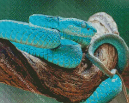 Blue Pit Viper Snake Diamond Painting