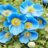 Blue Poppies Flowers Diamond Painting