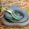 Blue Racer Snake Diamond Painting