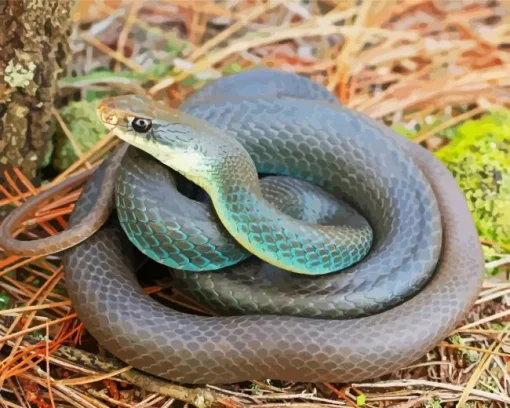 Blue Racer Snake Diamond Painting