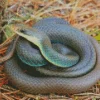 Blue Racer Snake Diamond Painting