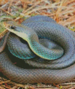 Blue Racer Snake Diamond Painting