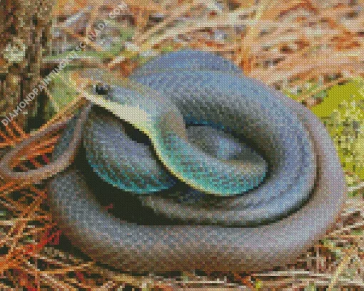 Blue Racer Snake Diamond Painting