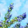 Blueblossom Plant Diamond Painting