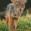 Coyote Face Diamond Painting