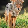 Coyote Face Diamond Painting