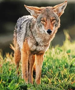 Coyote Face Diamond Painting