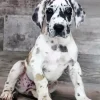 Fawnequin Great Dane Puppy Diamond Painting